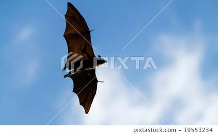 Flying Fox 19551234