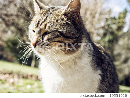 Portrait of domestic cat, animal theme Portrait of domestic cat, animal theme 19551926