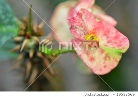 Crown of thorns 19552569