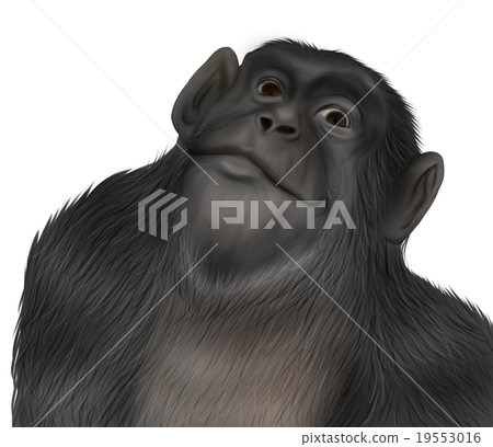 Realistic chimpanzee illustration (doya face) Realistic chimpanzee illustration (doya face) 19553016