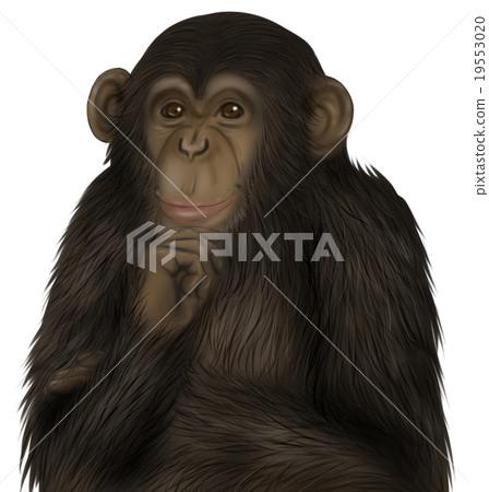Illustration of real chimpanzee (thinking) 19553020