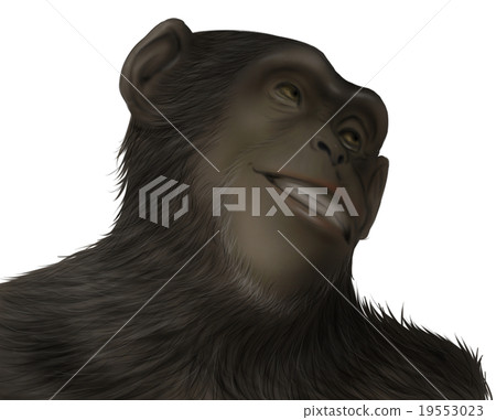 Realistic chimpanzee illustration (Doya face 2) Realistic chimpanzee illustration (Doya face 2) 19553023