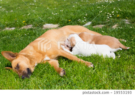 Mixed-breed cute little dog family. 19553193