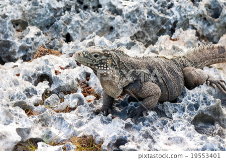Cuban rock iguana (Cyclura nubile). 19553401