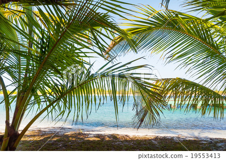 Natural background with palm tree leaves, Cuba. 19553413