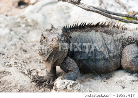 Cuban rock iguana (Cyclura nubile). 19553417
