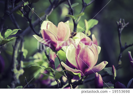 Magnolia spring flowers Magnolia spring flowers 19553698