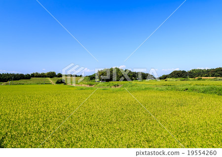 Midsummer countryside Midsummer countryside 19554260
