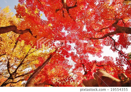 秋天的樹葉 19554355