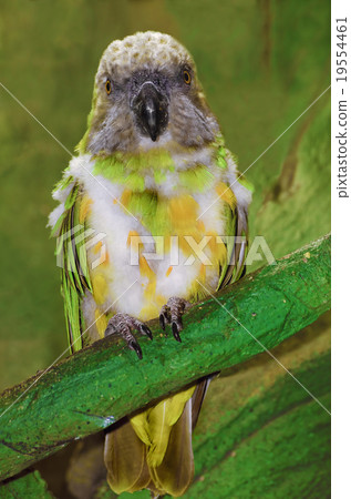 Parrot Parrot 19554461