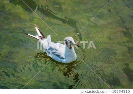Seagull 19554510
