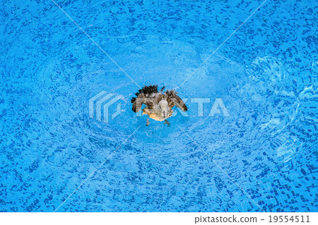 Seagull Seagull 19554511