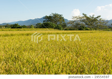 Golden rice farm 19554597