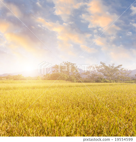 Sunbeam and the golden paddy farm 19554599