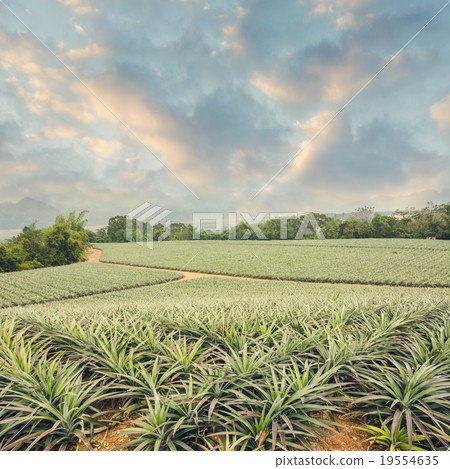 Pineapple farm 19554635
