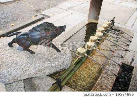 boar boar 19554699
