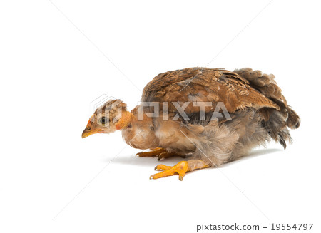 Chicken 19554797