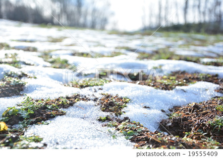 融雪的森林 19555409