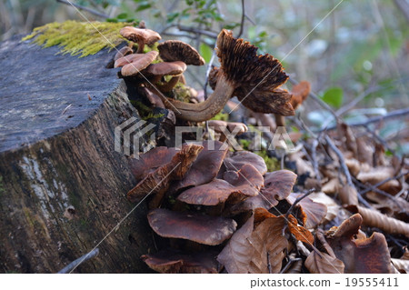 蘑菇在樹樁上 19555411