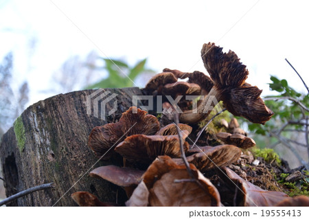 Mushrooms on stumps 19555413