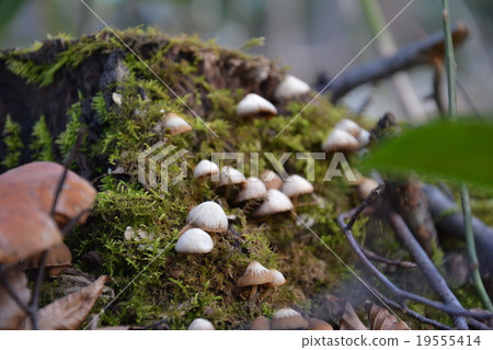Mushrooms on stumps Mushrooms on stumps 19555414