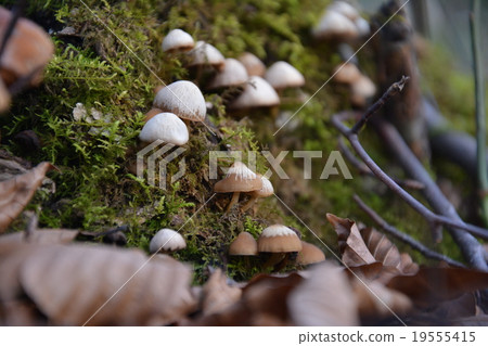 蘑菇在樹樁上 19555415