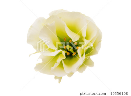 eustoma flower 19556108