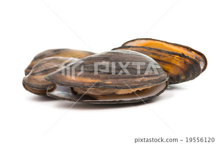 mussels mussels 19556120