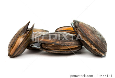 mussels mussels 19556121