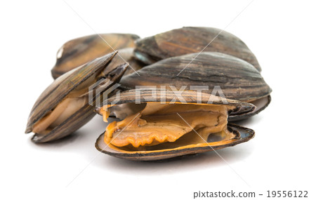 mussels mussels 19556122