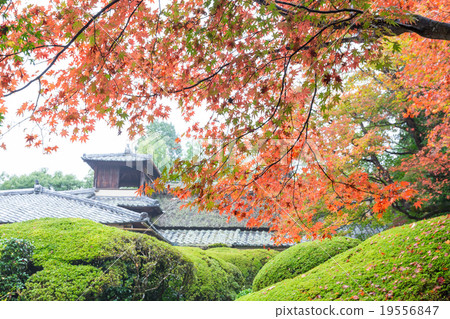 Autumn's Shiseido Autumn's Shiseido 19556847