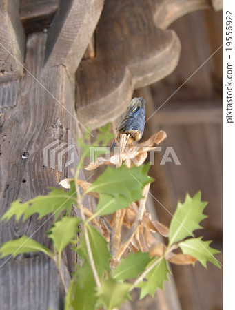 Setsuba Hiryuzen Setsuba Hiryuzen 19556922