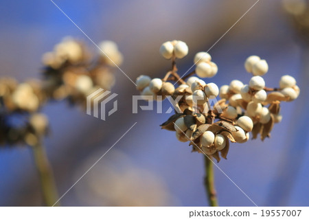 Natural plant Nankinghase, three seeds of white breaking in the autumn and winter ① ① 19557007