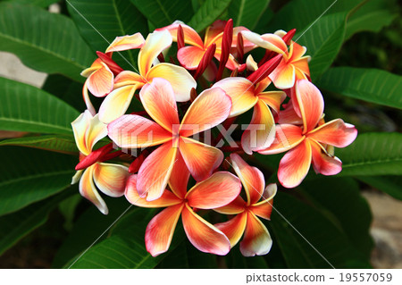 Fruit Punch Frangipani (Plumeria Rubra) 19557059