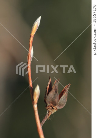 天然植物Nutsubaki，外觀像winterbuds和芽。即使種子飛出後，果實也長時間停留在樹枝上 19557176