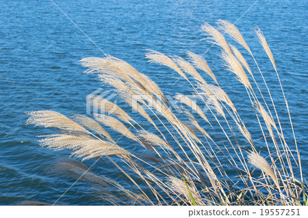 芒草 芒草 19557251