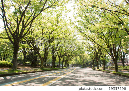 新鮮的綠色Komazawa公園 19557296