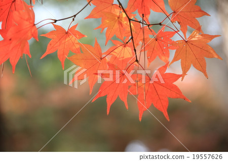 Hirin Momige秋葉 19557626