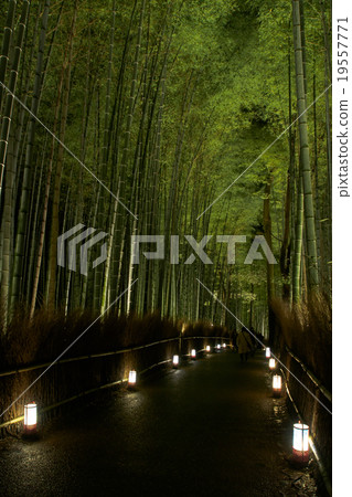Bamboo forest of light-up Arashiyama 19557771