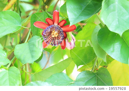 西番蓮花 19557928