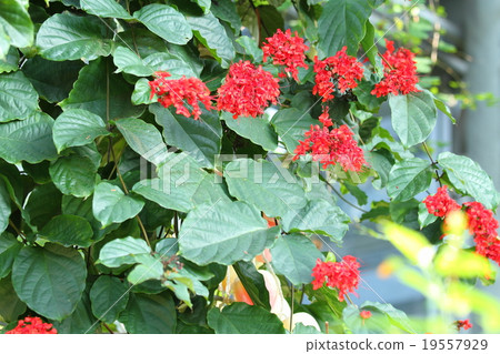 Safflower rabbit flowers Safflower rabbit flowers 19557929