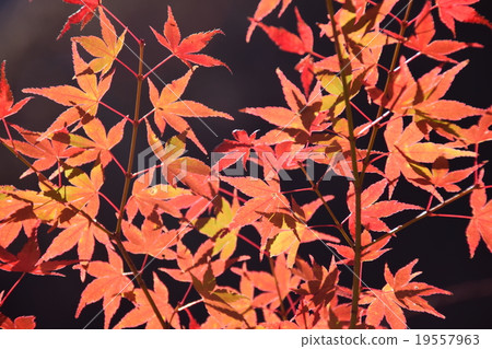 Autumnal leaves of the Keiko River and Mt. Okurayama 19557963