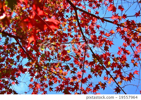 Autumnal leaves of the Keiko River and Mt. Okurayama 19557964