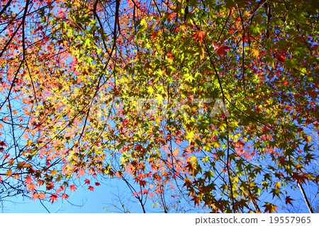 Autumnal leaves of the Keiko River and Mt. Okurayama 19557965