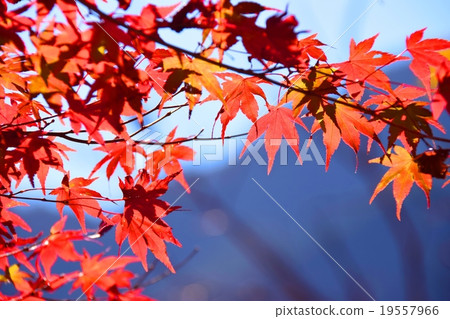 Autumnal leaves of the Keiko River and Mt. Okurayama 19557966
