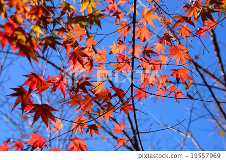 Autumnal leaves of the Keiko River and Mt. Okurayama 19557969