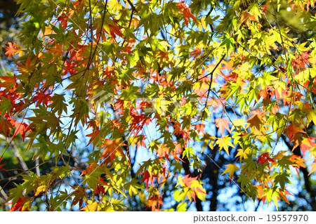 Autumnal leaves of the Keiko River and Mt. Okurayama 19557970