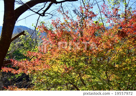Autumnal leaves of the Keiko River and Mt. Okurayama 19557972