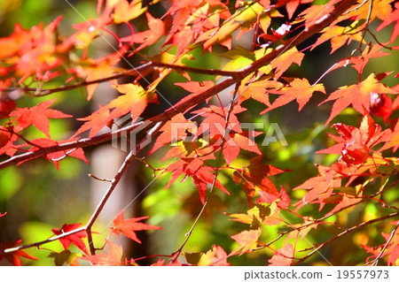 Autumnal leaves of the Keiko River and Mt. Okurayama 19557973