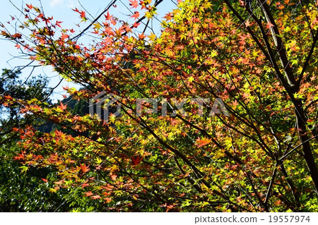Autumnal leaves of the Keiko River and Mt. Okurayama 19557974